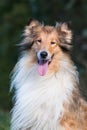 Beautiful rough collie portrait Royalty Free Stock Photo