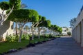 Beautiful round crown bay laurel tree alley on the luxurious hotel`s territory Royalty Free Stock Photo