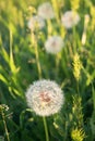 Beautiful round fluffy dandelion