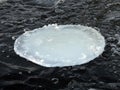White round ice piece on river current, Lithuania Royalty Free Stock Photo