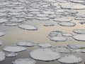 White round ice pieces on river current, Lithuania