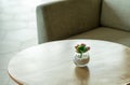 Beautiful round shape glass pot and pant on wooden round-shape desk with blurred background of comfort sofa, minimal style