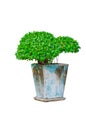 Beautiful round shape of green Hedge cut tree with blue old tree pot isolated on white background.