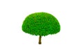 Beautiful round shape of green Hedge cut tree isolated on white background.