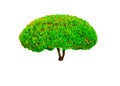 Beautiful round shape of green Hedge cut tree isolated on white background.