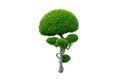 Beautiful round shape of green Hedge cut tree isolated on white background.