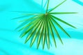 Beautiful Round Spiky Palm Leaf on Light Blue Background in Sunlight Leaks. Top View Flat Lay. Tropical Vacation Traveling