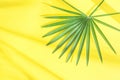 Beautiful Round Spiky Palm Tree Leaf on Bright Yellow Background in Sunlight Leaks. Top Viw Flat Lay. Tropical Vacation Traveling