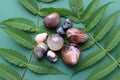 Beautiful round stones of botswana agate with a green branch on a green background. Healing crystals. Flat lay, top view Royalty Free Stock Photo