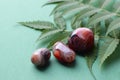 Beautiful round stones of botswana agate with a green branch on a green background. Healing crystals. Selective focus Royalty Free Stock Photo