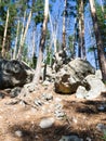 Beautiful round stones in a relic pine forest. Lime cobblestones in a stone forest. Traveling in Russia Royalty Free Stock Photo