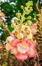 Beautiful round white magenta color flower of Cannon Ball Tree, Royalty Free Stock Photo