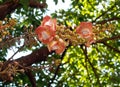 Beautiful round white magenta color flower of Cannon Ball Tree, Sal Tree Royalty Free Stock Photo