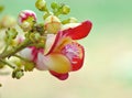 Beautiful round white magenta color flower of Cannon Ball Tree, Sal Tree, Sal of India, Couroupita guianensis Aubl. The plant in Royalty Free Stock Photo