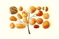 round brown pebbles laid out in the shape of a tree on a white background