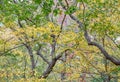 Forest on the Seneca Rocks Trail, Monongahela National Forest, West Virginia Royalty Free Stock Photo