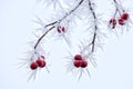 Frost on red berries on tree in winter.