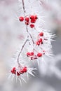 Frost on red berries on tree branch in winter.