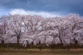 Beautiful rows of cherry trees along the roadside and cherry blossoms in full bloom in Gyeongju City, South Korea