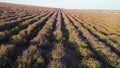 Beautiful rows of lavender bushes. Shot. Top view of rows of lavender blossoms in farmer`s field. Beautiful flowering Royalty Free Stock Photo