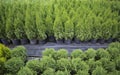 Beautiful rows of plants in a flower shop. Local eco business. Green seedlings in black pots, industrial production of Royalty Free Stock Photo