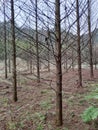 Beautiful rows of trees without leaves.