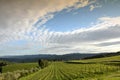 Beautiful rows of vineyards and cloudy sky in the Chianti region of Tuscany. Spring season, Italy Royalty Free Stock Photo