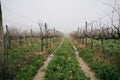 Beautiful rows of winter grape vines in Portugal leading away in the background, softened by fog. Royalty Free Stock Photo