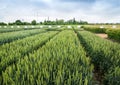 rows of winter wheat field demo cereals