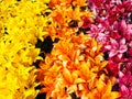 Beautiful rows with yellow, orange and dark pink lili