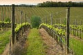 Beautiful rows of young green vineyards near Mercatale Val di Pesa Florence in spring season at sunset. Tuscany Royalty Free Stock Photo