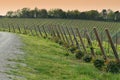 Beautiful rows of young green vineyards near Mercatale Val di Pesa Florence in spring season at sunset. Tuscany Royalty Free Stock Photo