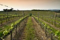 Beautiful rows of young green vineyards near Mercatale Val di Pesa Florence in spring season at sunset. Tuscany Royalty Free Stock Photo