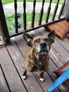 Beautiful Roxy pit terrier mutt baby 1 Royalty Free Stock Photo
