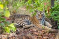 Beautiful royal bengal tiger in Indian jungle Royalty Free Stock Photo