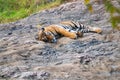 Beautiful Royal Bengal Tiger resting in Ranthambore National Park, Rajasthan, India Royalty Free Stock Photo