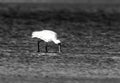 Beautiful royal or black-billed spoonbill wading and feeding