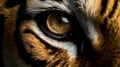 Beautiful royal closeup portrait of black majestic lion eyes extreme on dark background. Beauty face. Royalty Free Stock Photo