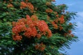 Beautiful Royal Poinciana's flower(or Phoenix flower)