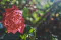 Beautiful roze with multicolored bokeh. Royalty Free Stock Photo