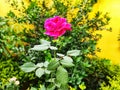 Beautiful roze in my garden Royalty Free Stock Photo