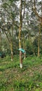 A BEAUTIFUL RUBBER ESTATE PHOTO OF KERALA VILLAGE