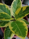 A beautiful rubber fig plant or ficus elastica