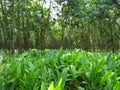 Beautiful Rubber Forest In Bangladesh