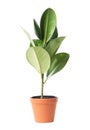 Beautiful rubber plant in pot on white. Home decor