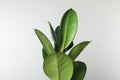 Beautiful rubber plant on white. Home decor