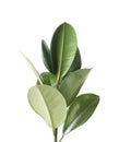 Beautiful rubber plant on white background.