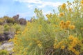 Beautiful Rubber rabbitbrush yellow flower blossom in summer Royalty Free Stock Photo