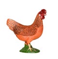 Beautiful rubber toy chicken isolated on white background. Farm Animals Collection. Royalty Free Stock Photo