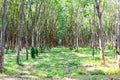 Beautiful rubber tree forest